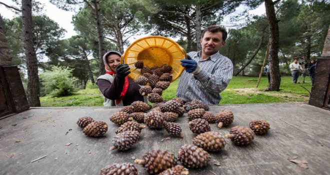 İzmir Büyükşehir fıstık çamı için yeniden kolları sıvadı