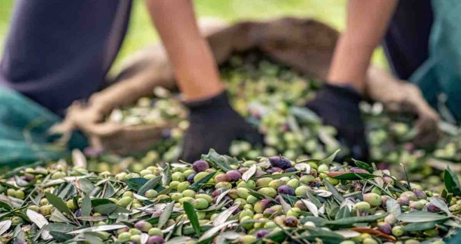 2.Bayındır Ergenli Zeytin Festivali 19 Kasım’da