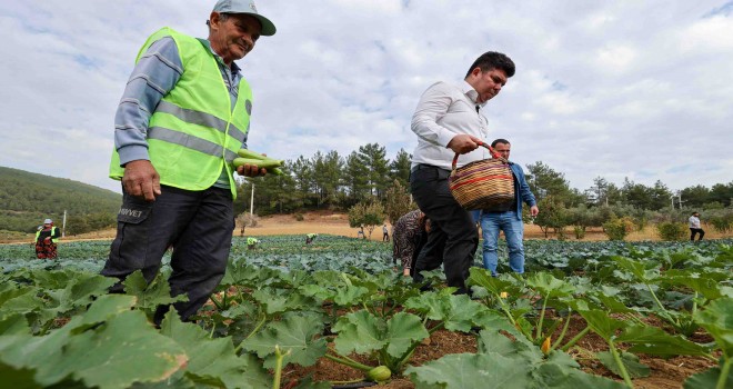 Bucalı çiftçilerden kış sezonunun ilk hasadı