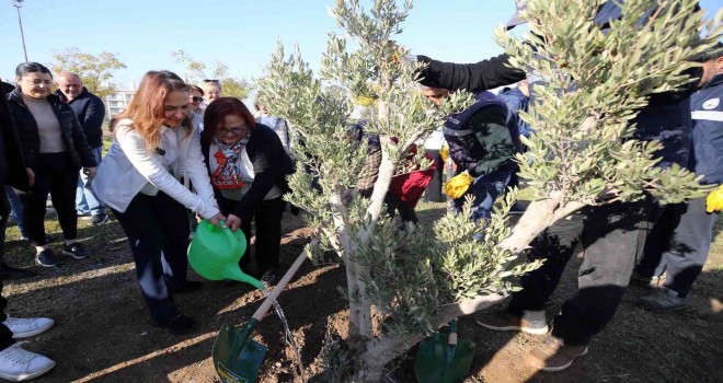 Karşıyaka’da zeytin fidanları toprakla buluştu