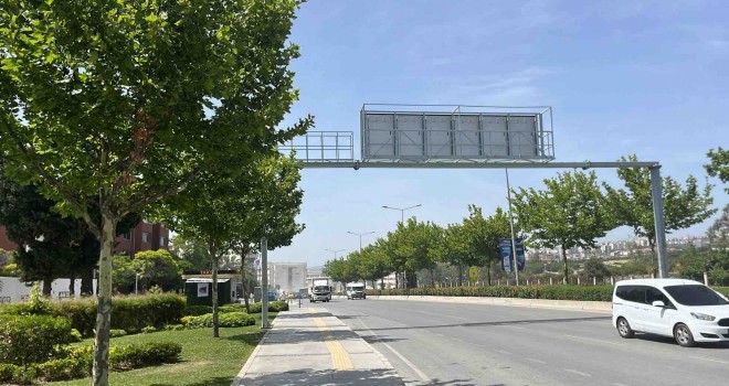 Ağaçlar taşınarak koruma altına alınacak