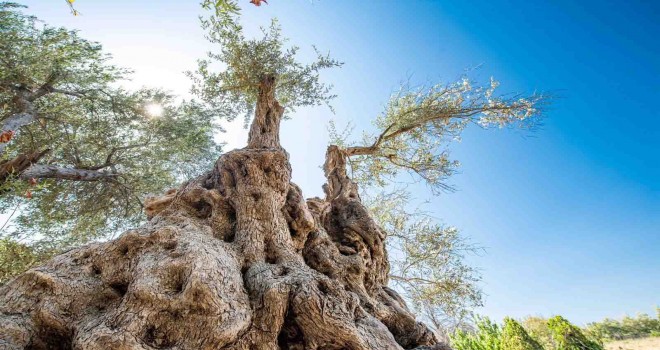 Fuar İzmir’de zeytinyağı müzayedesi yapılacak