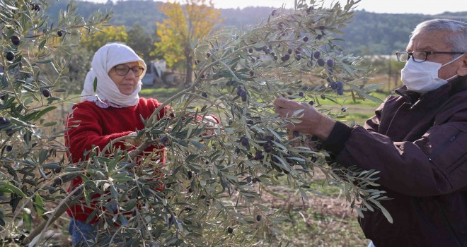 Buca’nın zeytinliklerinden öğrencilere burs