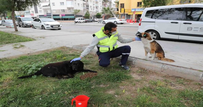 Sokak hayvanları için ''bir kap su'' kampanyası