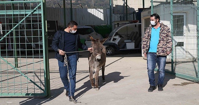 Karşıyaka’da başıboş eşek koruma altına alındı