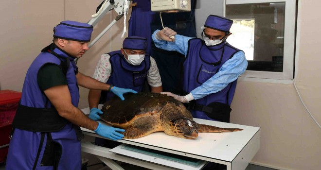 Yaralı Caretta Caretta koruma altında