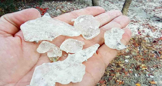 Çeşme sakızının Kıbrıs’a yolculuğu