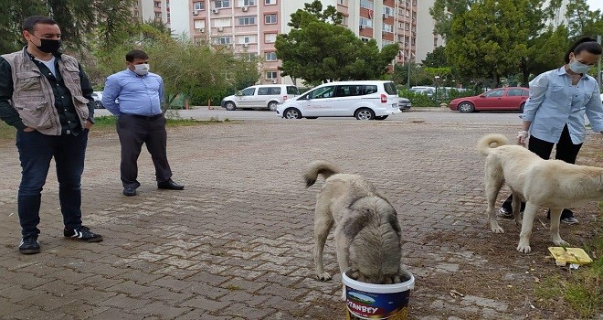 Tarım ve Orman Müdürlüğü sokak hayvanlarını unutmadı