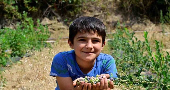 İzmir’in ilk toprağa dikim bluueberryleri hasat edildi