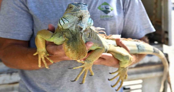İzmir Büyükşehir Belediyesi Tarsus'a 57 yaban hayvanı gönderdi