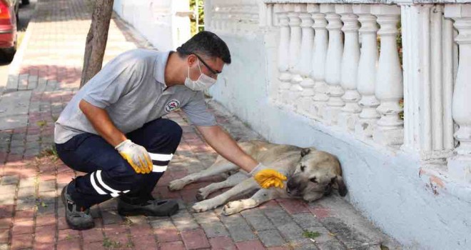 Karşıyaka, can dostların yanında