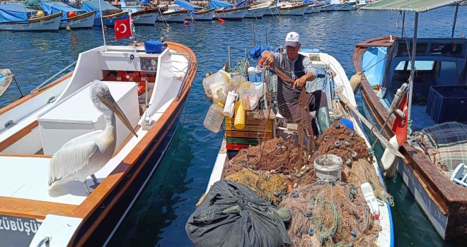 Foça'da pelikanlar vatandaşla dost, balıkçılarla arkadaş