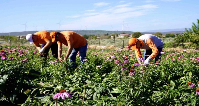 Seferihisar’da ekinezya hasadı heyecanı
