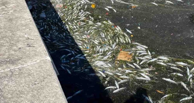 İzmir Körfezi'nde balık ölümleri sürüyor