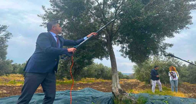 Aliağa 3. Zeytin Hasat Şenliği'nde buluşuyor