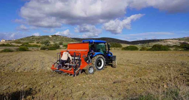 Çeşme'de karakılçık buğdayı üretimi devam ediyor