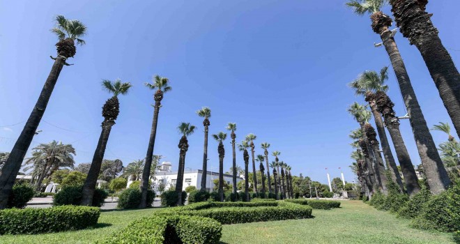 Kültürpark’ın palmiyeleri güvende
