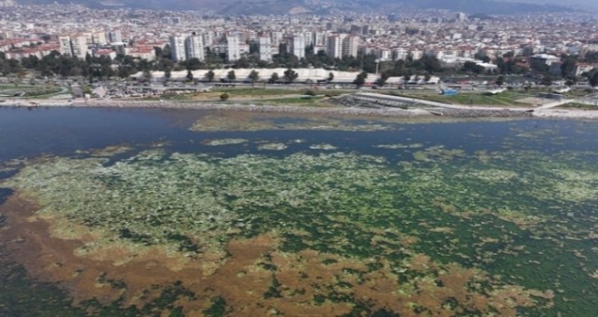 Bostanlı sahili yine yeşile büründü