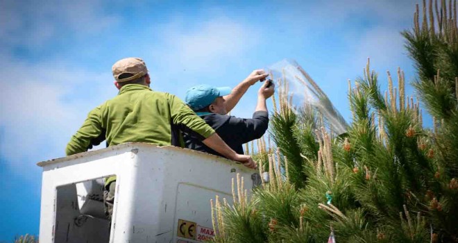 Çam fıstığındaki verim düşüklüğüne 10 proje ile çözüm aranıyor