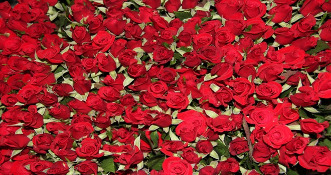 Sevgililerin Gülleri Menderes’ten