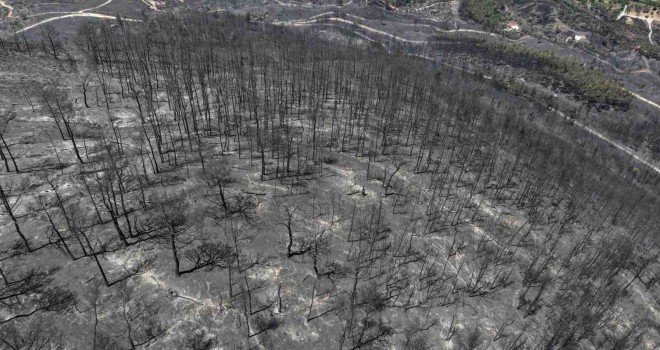 İzmir'de son üç günde yaklaşık 10 bin hektarlık alan küle döndü