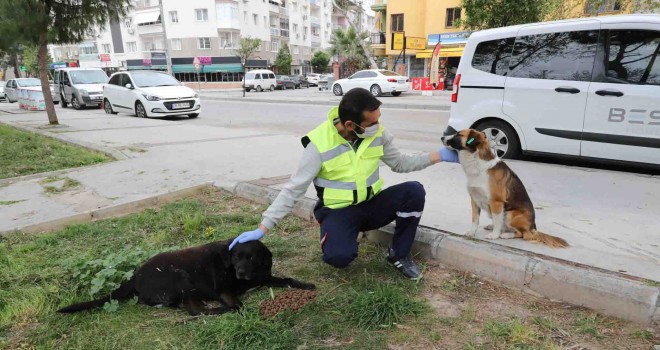 Bayraklı Belediyesi her gün can dostları besliyor