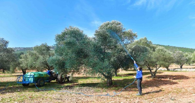 Zeytinde hastalık bitti verim arttı