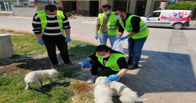 Sokakta yaşayan canlara gönüllülerden destek