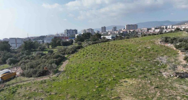 Yamanlar yangınında zarar gören ağaçlar yaşama tutundu