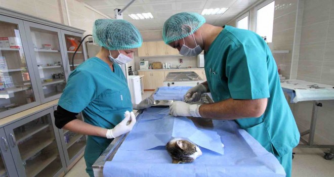 Karşıyaka Belediyesi’nden kısırlaştırma hamlesi