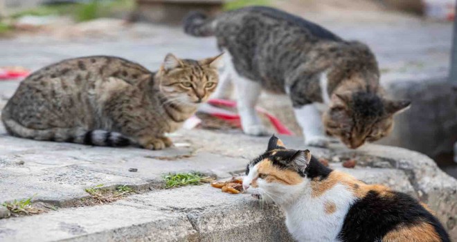 İzmir Büyükşehir Belediyesi can dostlara mama dağıtımını artırdı