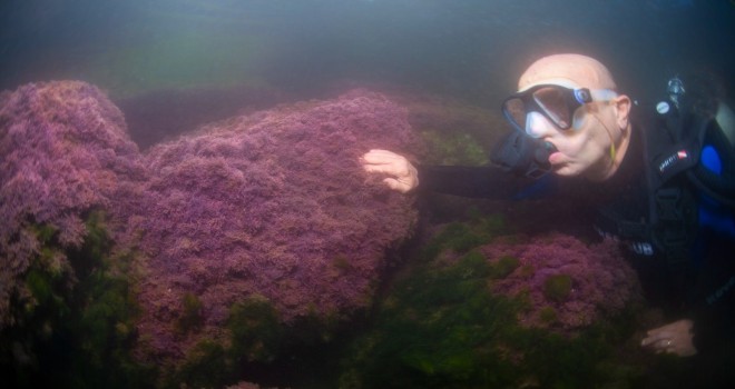 Başkan Soyer İzmir Körfezi’nde tüple dalış yaptı