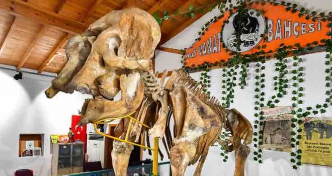 Pak Bahadır'ın iskeleti ziyaretçileri bekliyor