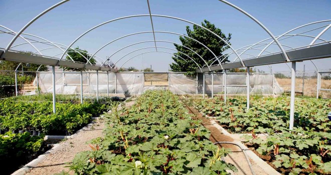 Bornova Bamyası’na coğrafi tescil