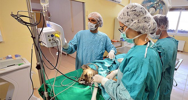 Acil müdahale ekibiyle sokak hayvanlarına yardım eli