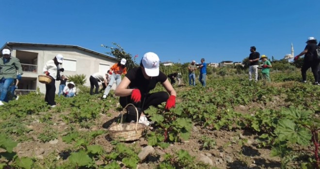 Bornova Kınalı Bamyası’nın hasadı başladı
