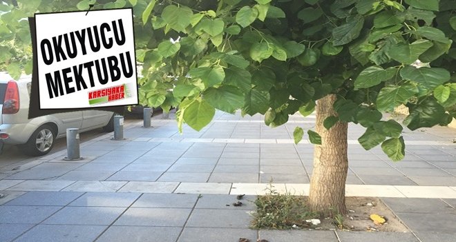 Ağaç dallarından yolda yürünmüyor