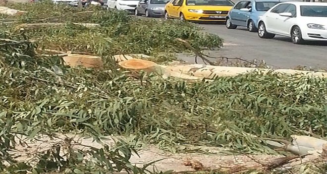 Ağaç kesimine büyük tepki...