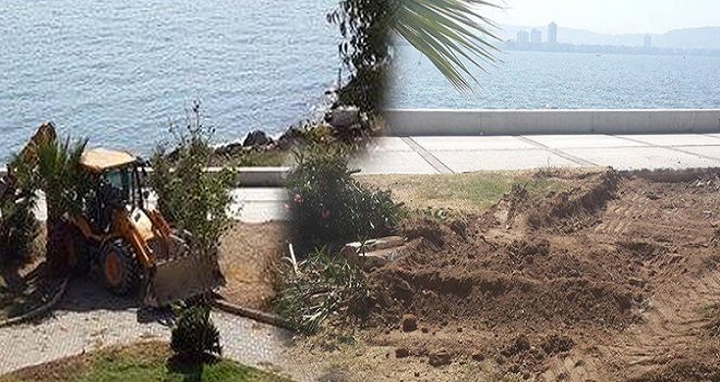 Alaybey Tersane'de ağaçların kesilmesi tepki yarattı