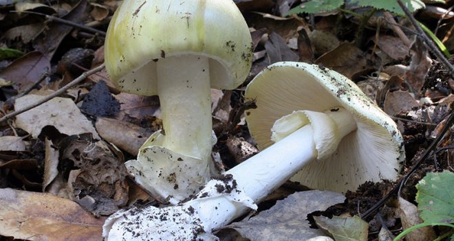 Aman Dikkat!.. Ölüm saçıyorlar...