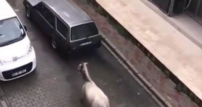 Arabasının arkasına at bağlayan kişiye para cezası verildi