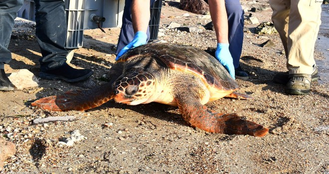 Bostanlı sahilinde caretta caretta alarmı