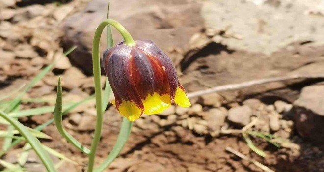 Yeni bir lale türü keşfedildi