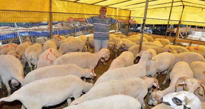 İzmir Kurban Bayramı’na hazır