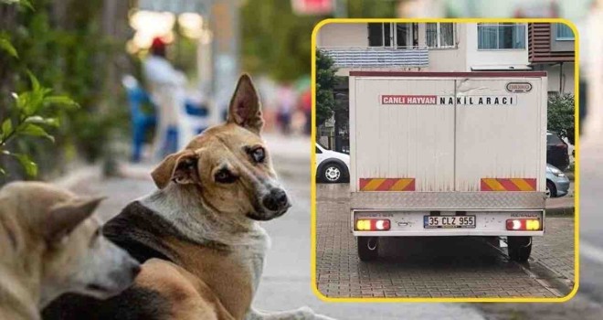Karşıyaka'da sokak hayvanları toplatılıyor mu?