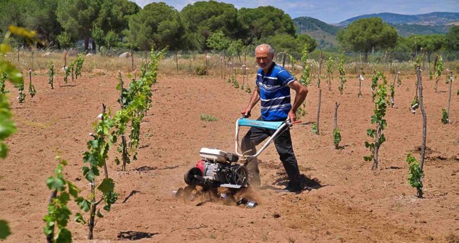 Kozak üzümleri küllerinden doğuyor