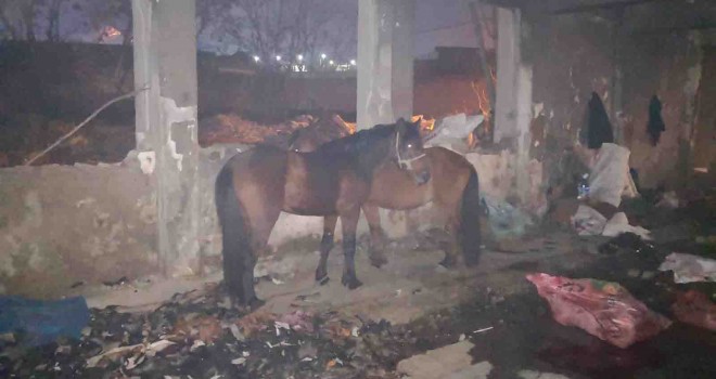 Konak’ta kaçak kesime ortak operasyon