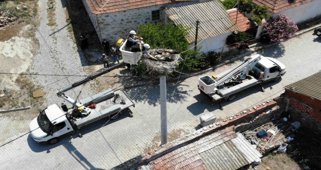 Leylek yavrularını elleriyle besliyorlar