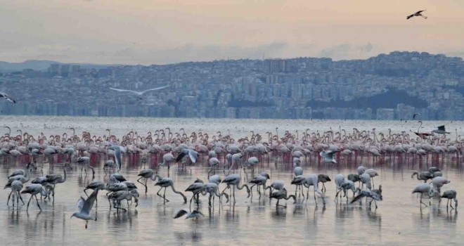 Çiğli’nin Pembe Misafirleri 10 festivalde ödüle aday
