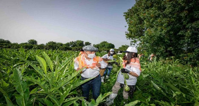 Başkan Soyer sırtında küfeyle enginar hasadında